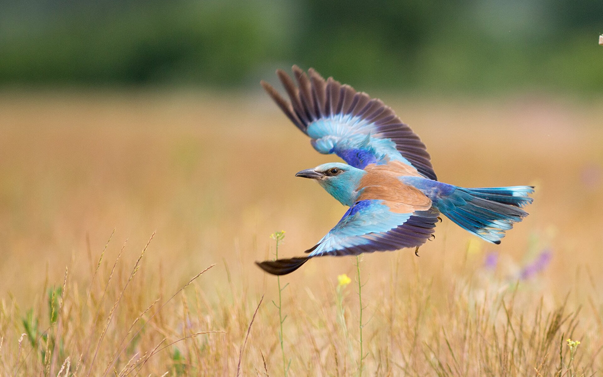 开云体育APP下载-乌拉圭队在巴黎奥运会比赛中展现出强大的远射能力，乌拉圭奥运会预选赛