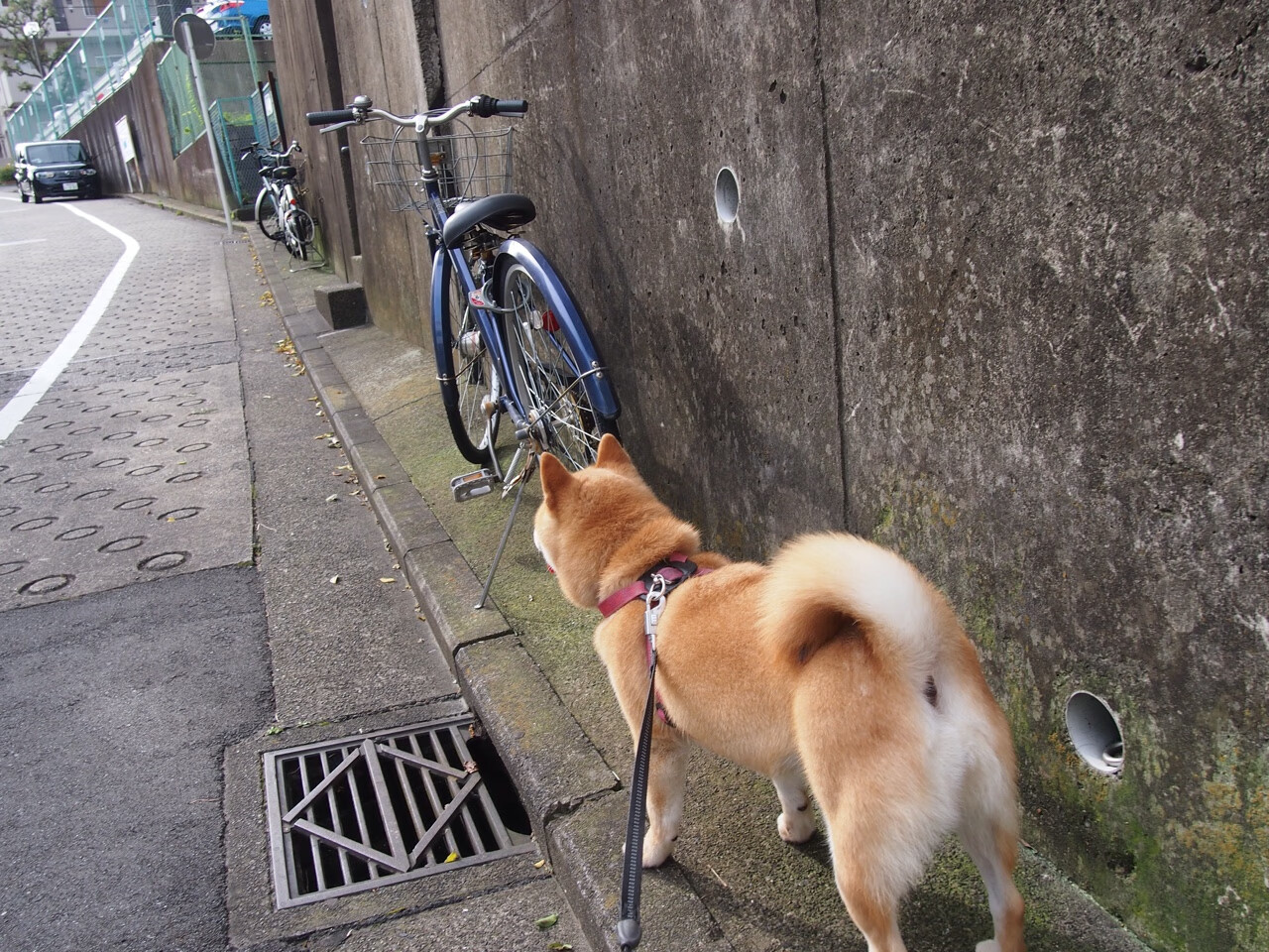 开云官网APP下载-德甲积分榜形势复杂，变化迅速，德甲积分榜20192019-2020