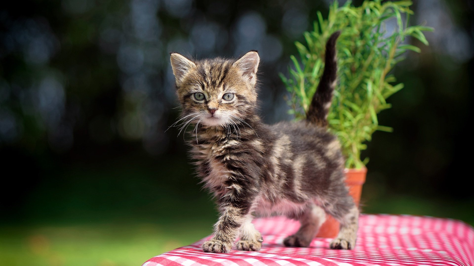 开云官方网页登录-战队青训体系助力新星成长，职业战队青训营