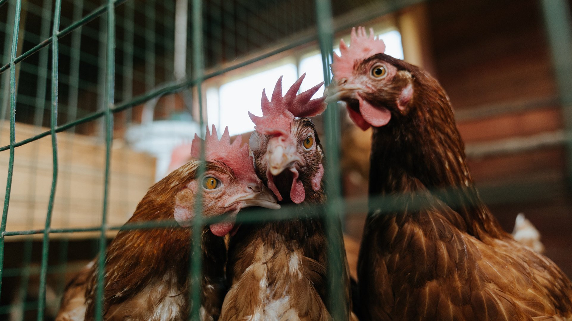 新加坡骑手Rachael Leong在Jumping World Challenge中获得总冠军,展现出色骑术。