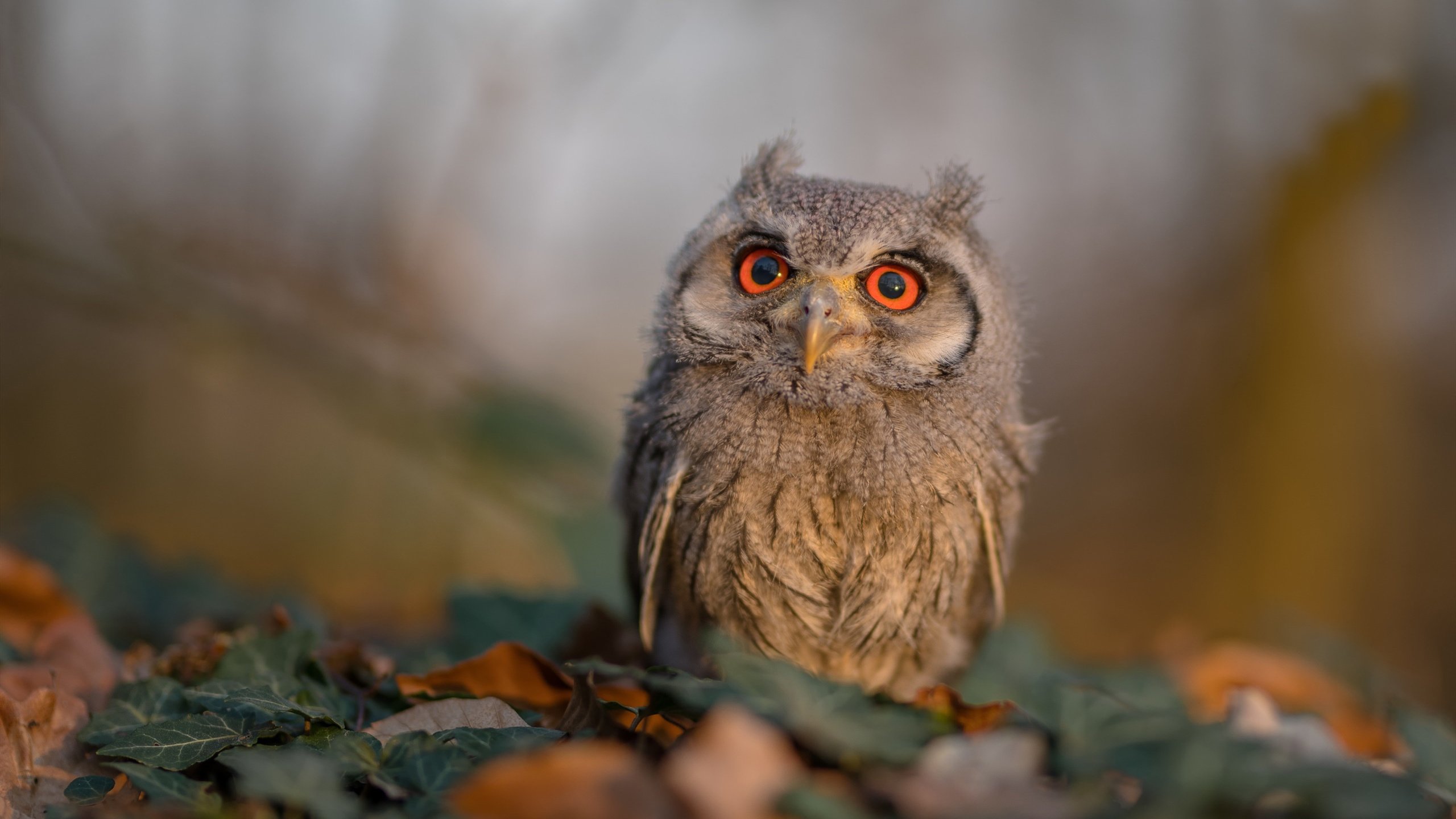 海滩排球明星挑战赛,海浪中的激情角逐,海滩打排球