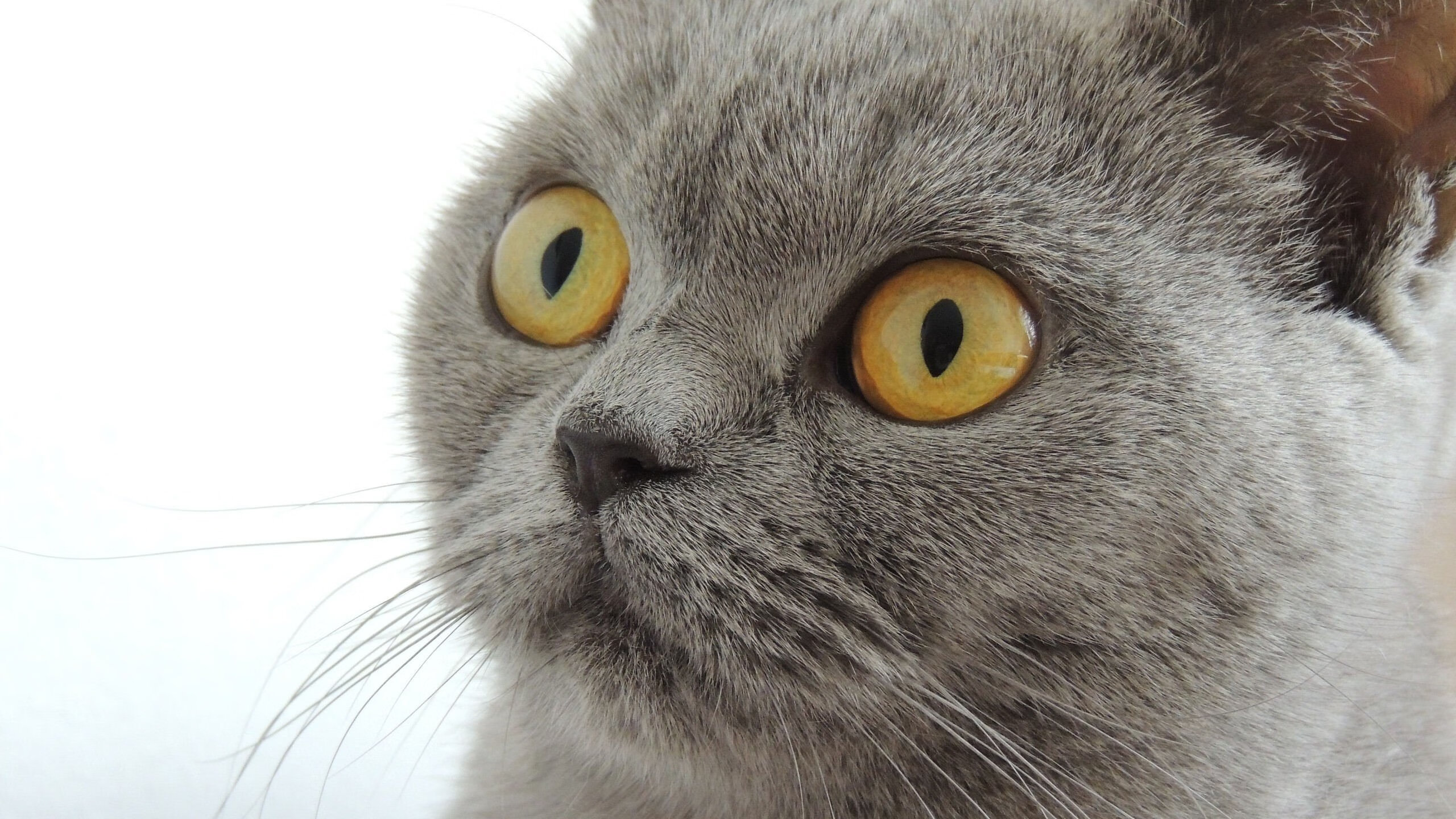 皇家社会锁定前三,连续佳绩令人振奋,皇家社会强不强