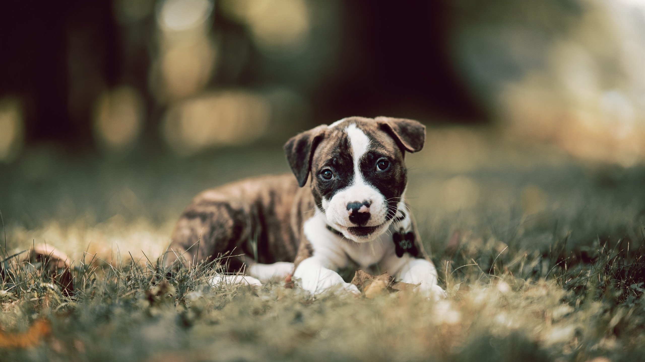 美国反曲弓男队在世界杯赛中获得金牌,世界反曲弓排名