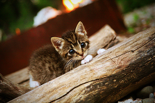 开云·Kaiyun网页版-青少年“专项训练营”在江苏获得专家高度评价，青少年教育专家