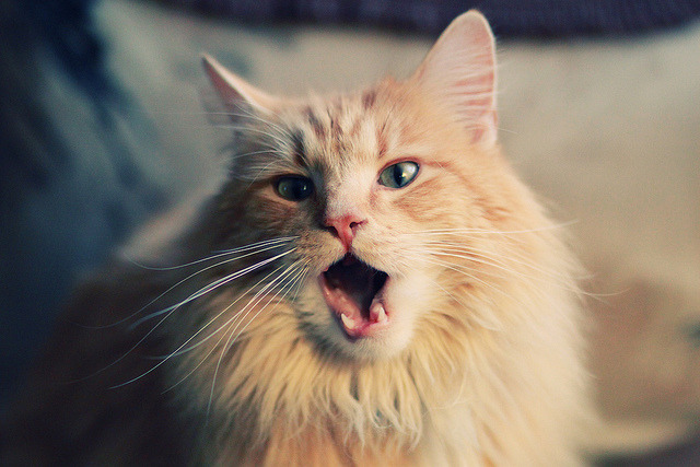 青少年裁判员“裁判+素养”同步提升,行业规范化水平不断提高,学生裁判