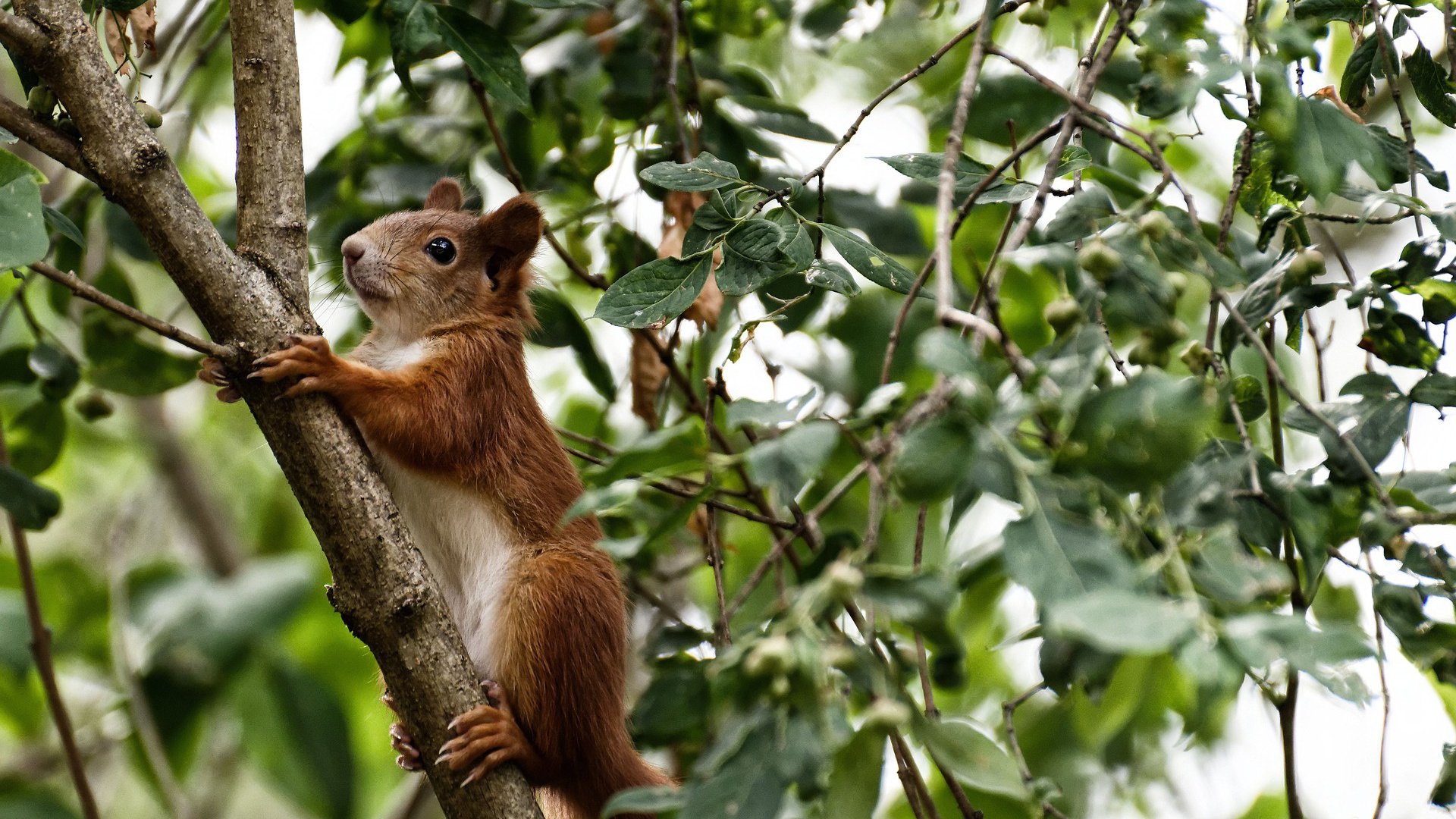 开云·体育官网APP下载-太阳压哨战胜独行侠，关键一役中杜兰特罚球绝杀，杜兰特太阳集锦