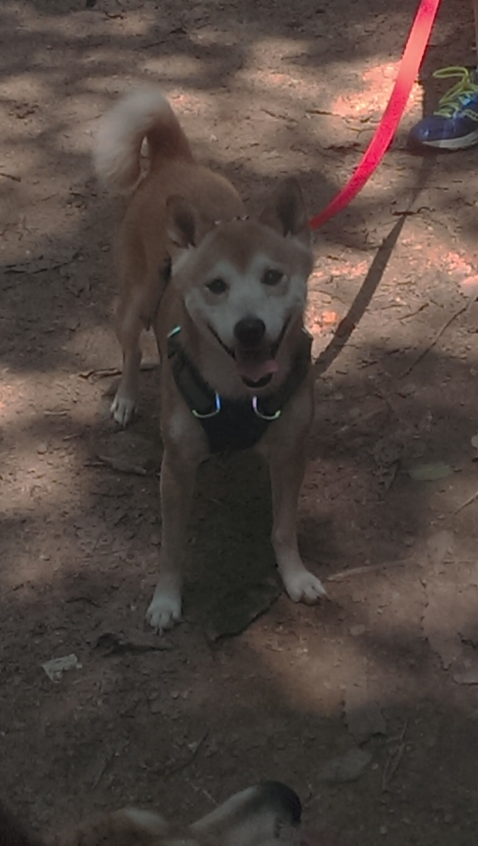 开云体育-巴朗加国王季中引援助力球队，巴朗barron