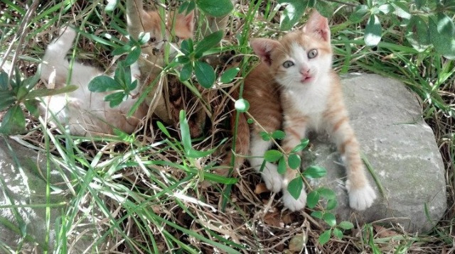 弗赖堡主场1-0战胜斯图加特,保级关键三分,弗赖堡对菲尔特