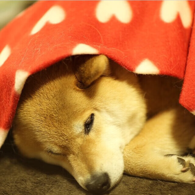 开云·Kaiyun网页版-弗赖堡主场1-1战平柏林联合，遭遇平局，弗赖堡 柏林联合