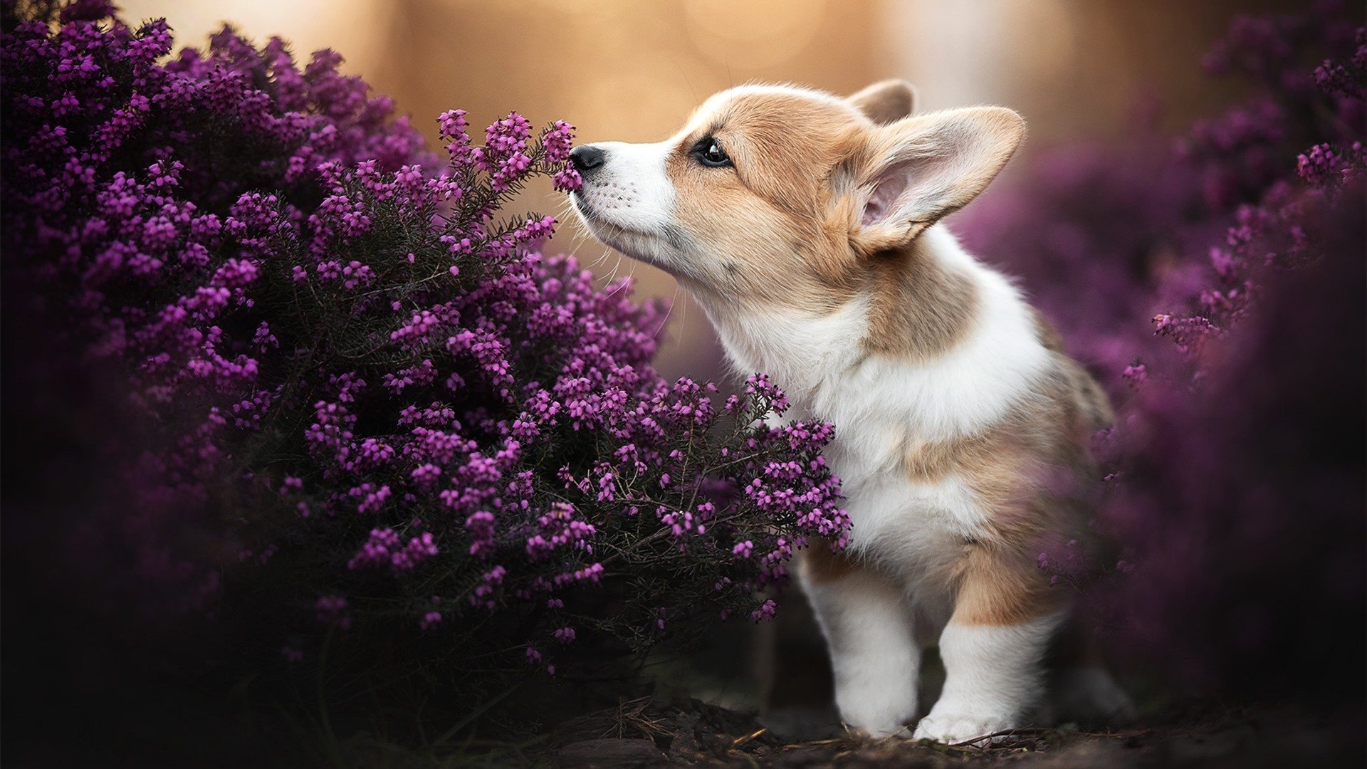 Kaiyun APP-摩纳哥客场一球小胜尼斯，连胜增至二，摩纳哥球队球员名单