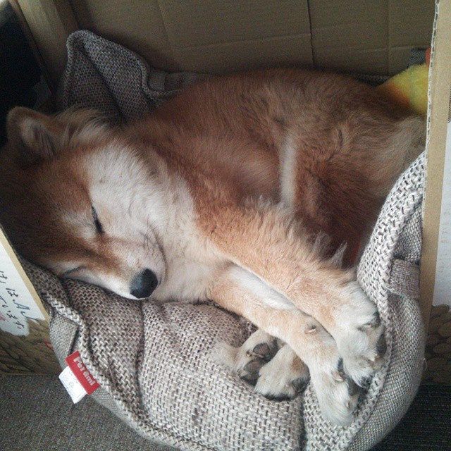 开云网页版-黑马队迅速崛起，成为潜在夺冠热门，黑马队伍是什么意思