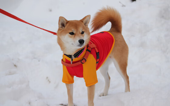 NBA球员伤病预防及康复研究,nba球员伤病统计