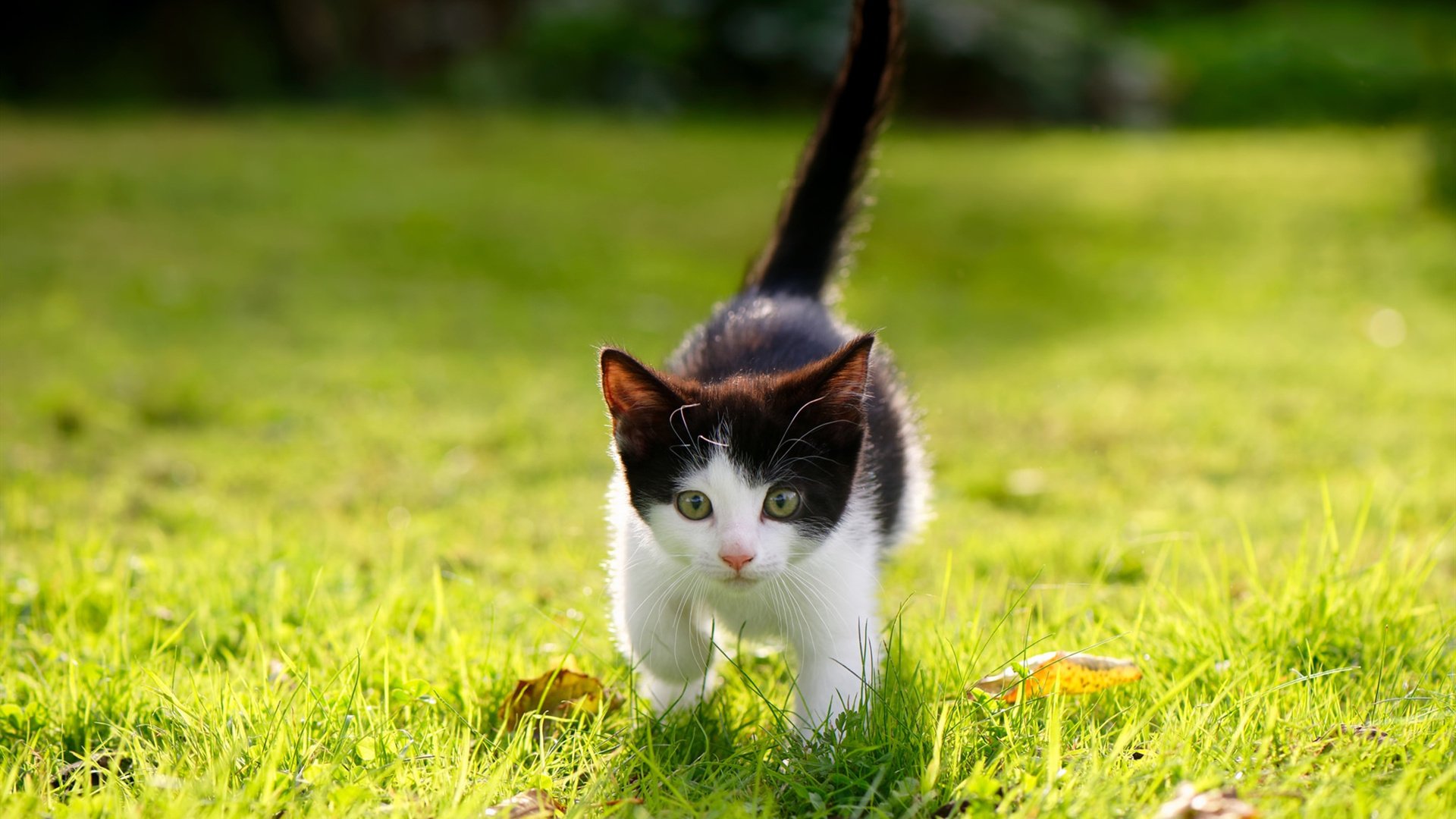 中国篮球青训课程改革与教学质量提升策略研究,篮球青训课教学教案