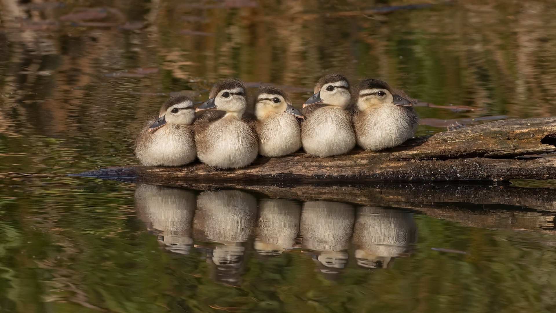 中小学体育教师教学能力提升机制,中小学体育教师教学能力提升机制研究