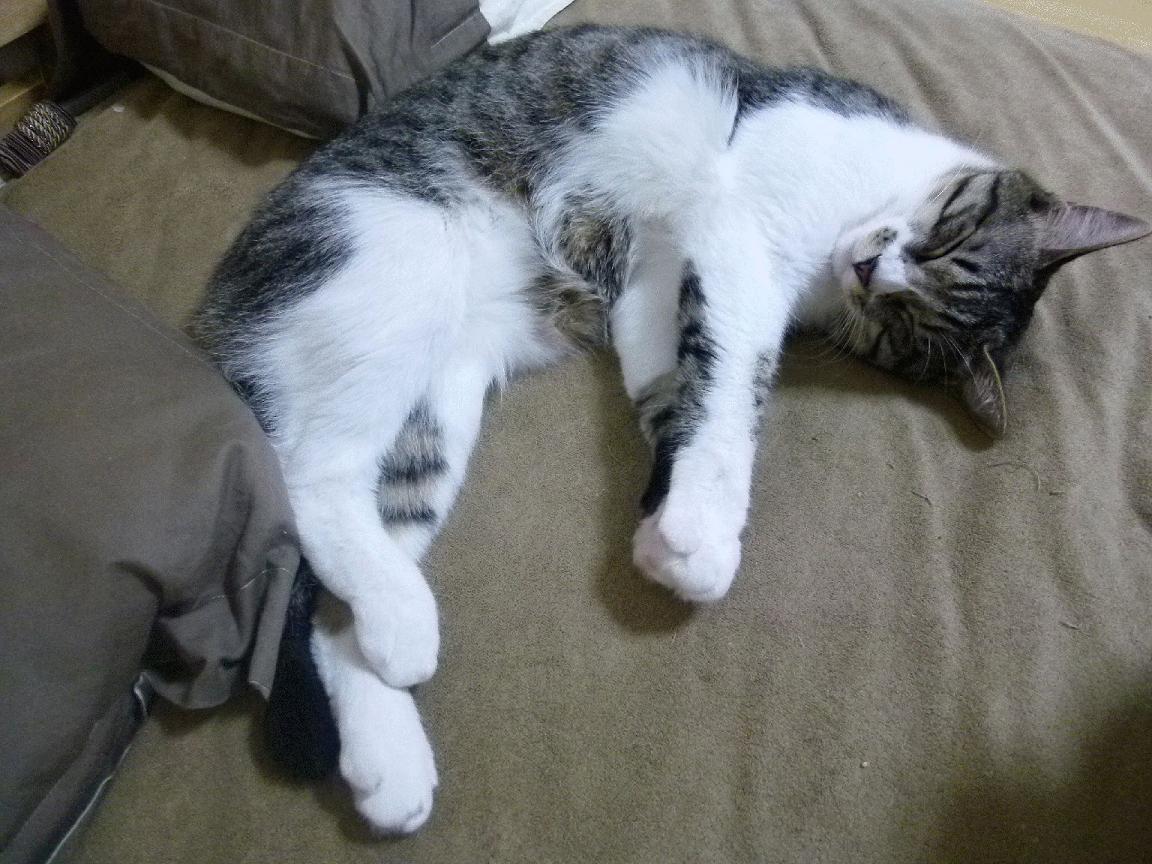 亚洲体操锦标赛中国男团实现王者归来,亚洲体操联合会