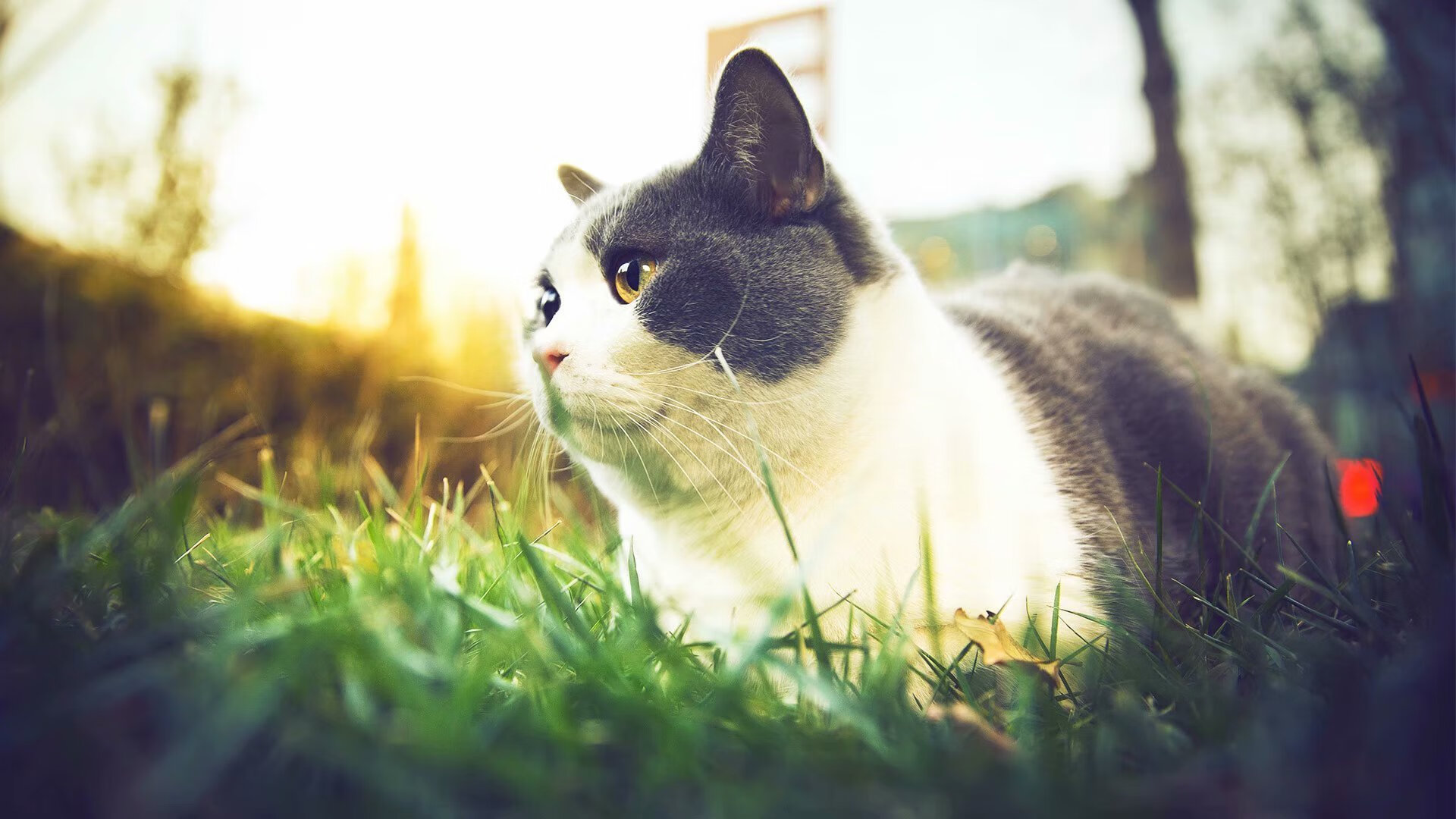 历史教练：足球名帅的执教哲学与战术思想，十大足球教练名帅