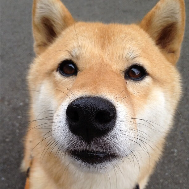 意甲竞争激烈周赛期球员恢复管理方式比较，意甲晋级规则