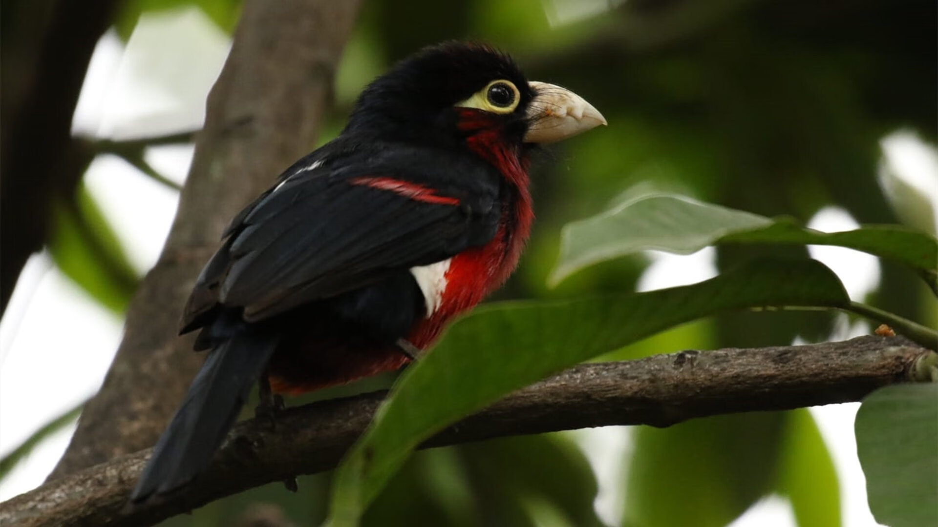 英超球队通过视频分析优化防守站位与协防效率,英超球队规则