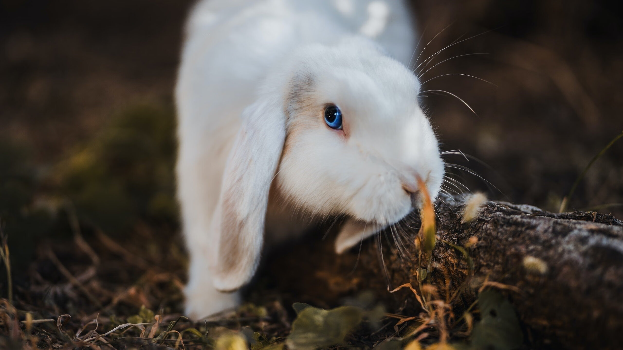 世界杯预选赛中国足球夺冠 球迷情绪高涨,世界杯足球预选赛中国队
