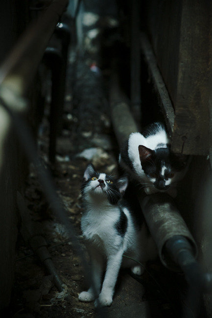 开云官网APP下载-中国男篮高原拉练 提升球员身体素质，2021年中国男篮训练视频