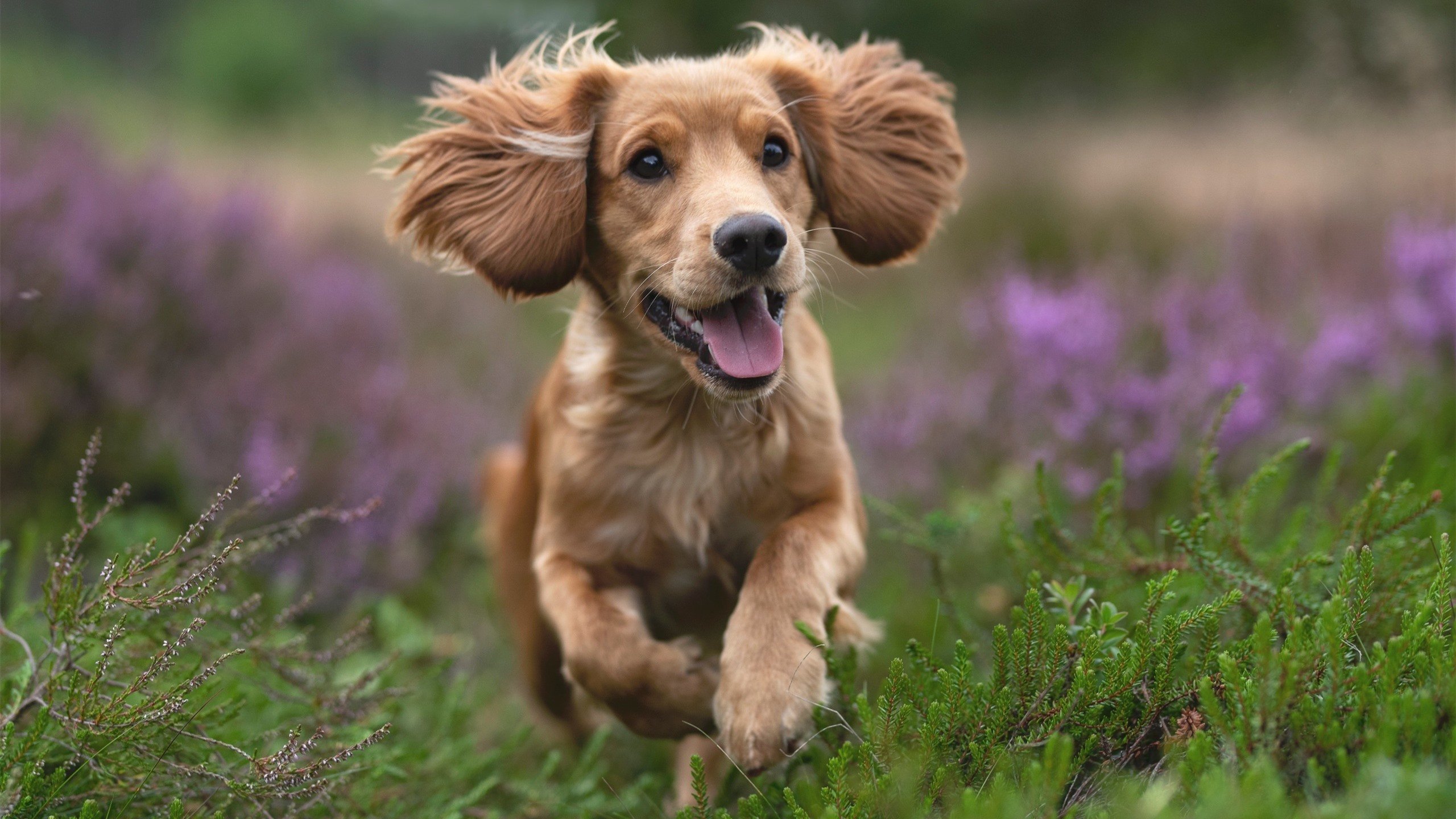 开云kaiyun-接力分段表现德国展现稳定实力，接力技术