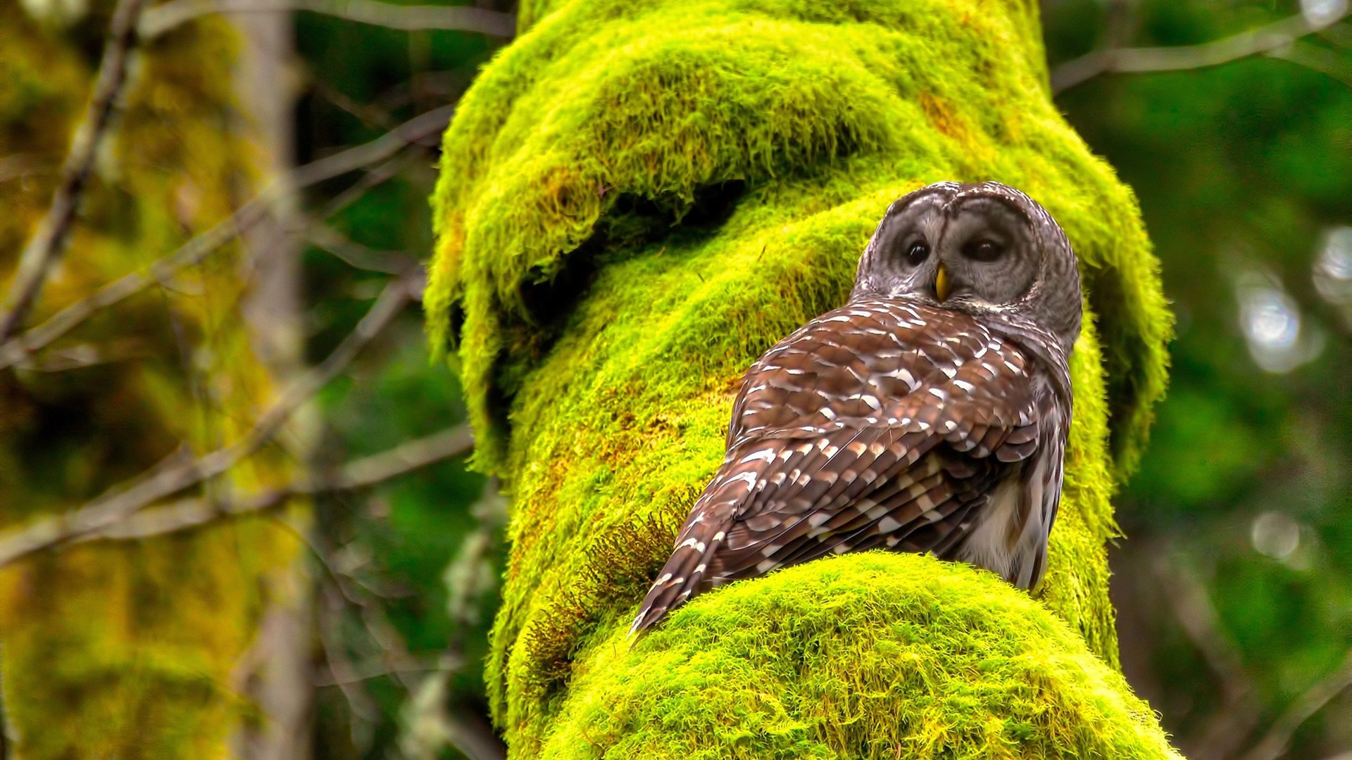 接力分段表现德国展现稳定实力,接力技术