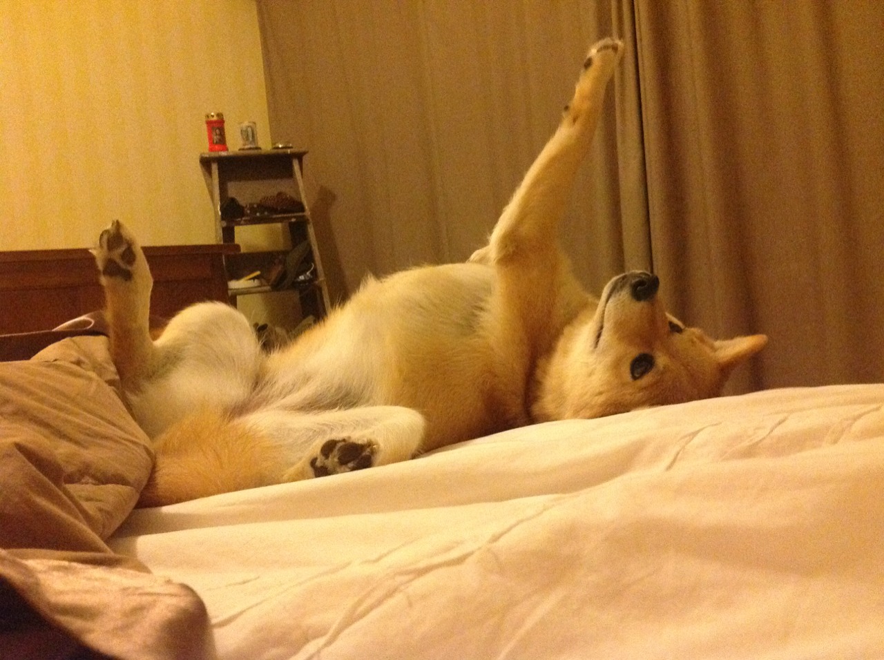 波兰队的表现:国际乒联混合团体世界杯中的强势崛起,波兰队怎么样