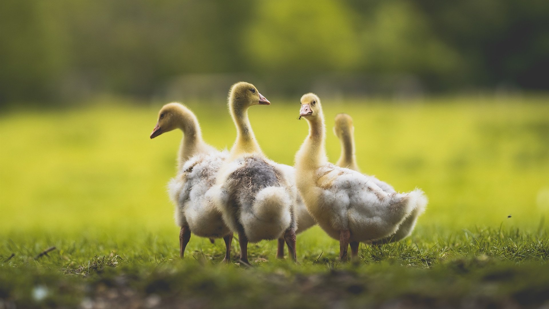 青年选手首次入围决赛圈,青3选手年龄