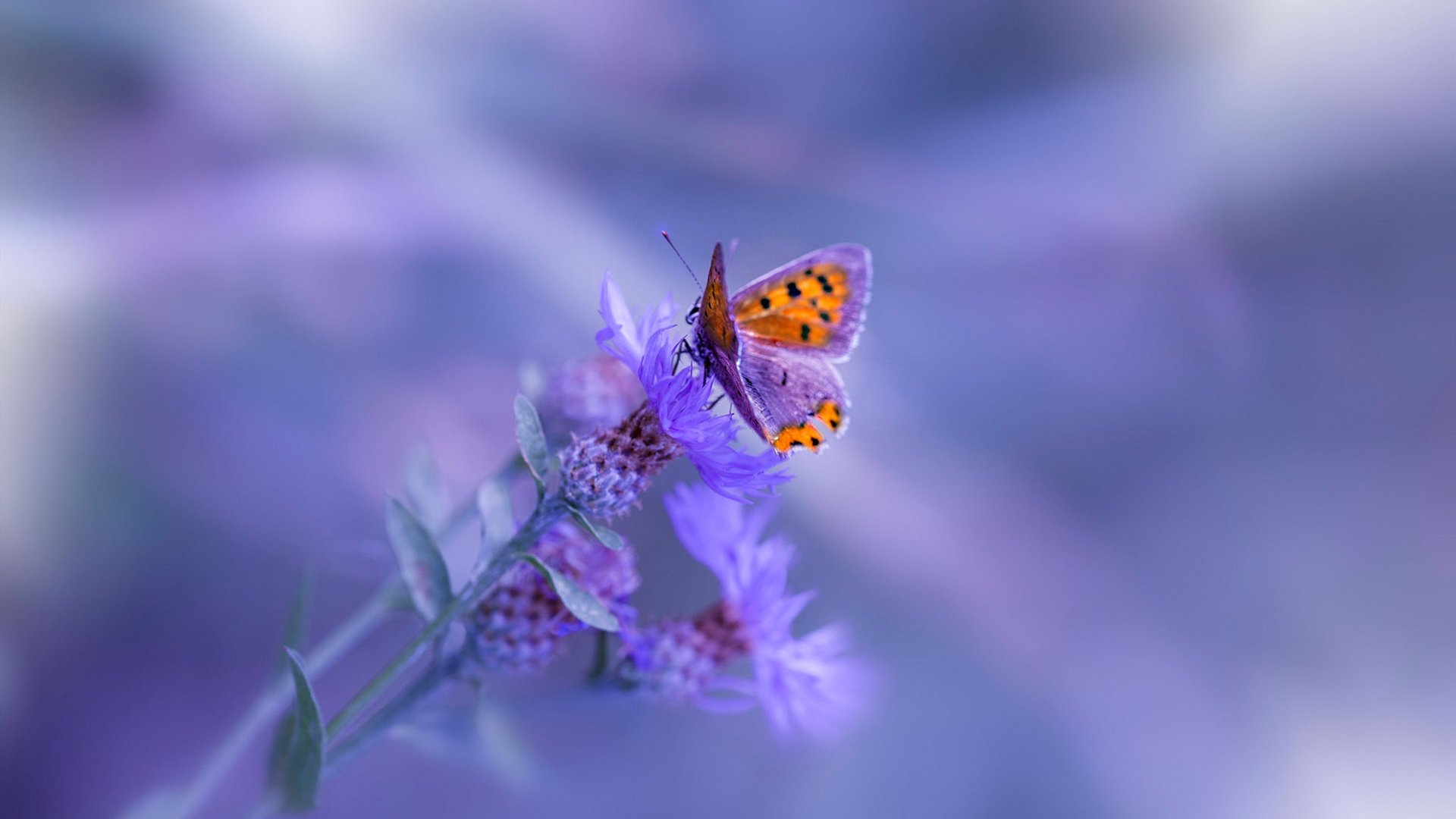 kaiyun登录入口-张雨霏参加公益游泳项目呼吁水安全，张雨霏游泳队领军人物