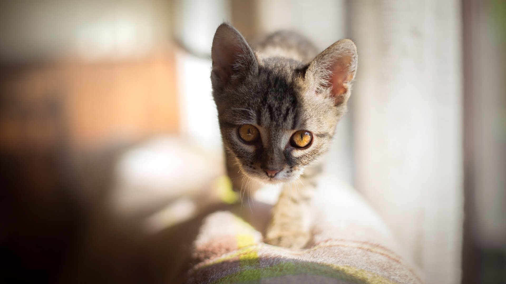 意甲最强反击:瞬间突破,精彩无限!,意甲有哪些厉害的球队