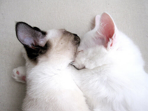 开云官方网页登录-爱尔兰加强基层发展，橄榄球参与人数激增，爱尔兰篮球联赛