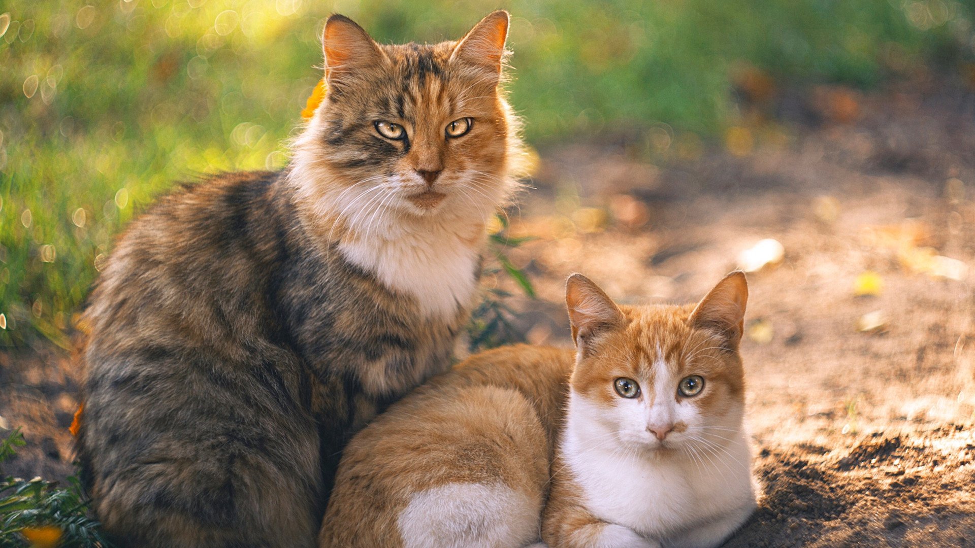 艾比·德尔福:南非羚羊队的防线主力,助力球队稳固后防